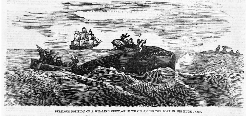 Engraving of whale seizing a whaling boat in his huge jaws.